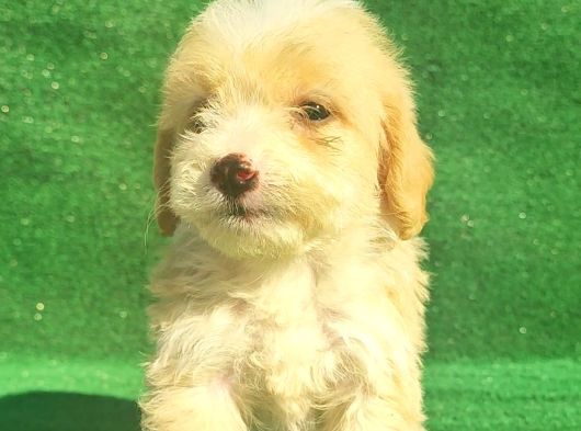 Maltipoo Dışı Ve Erkek Bebegimiz görsel