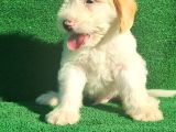 Maltipoo Dışı Ve Erkek Bebegimiz