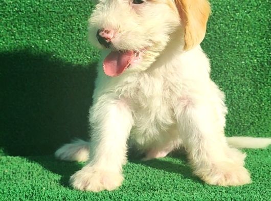 Maltipoo Dışı Ve Erkek Bebegimiz görsel