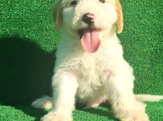 Maltipoo Dışı Ve Erkek Bebegimiz