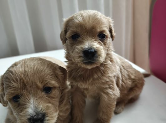 1 Buçuk Aylık Secereli 0 Numara Maltipoo Yavrular