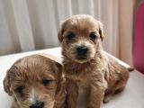 1 Buçuk Aylık Secereli 0 Numara Maltipoo Yavrular