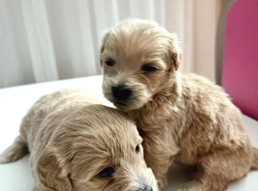1 Buçuk Aylık Secereli 0 Numara Maltipoo Yavrular görsel