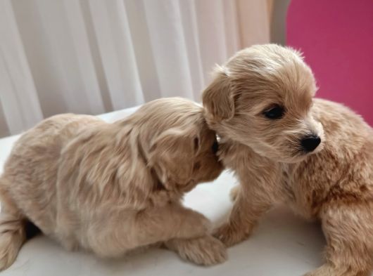 1 Buçuk Aylık Secereli 0 Numara Maltipoo Yavrular görsel