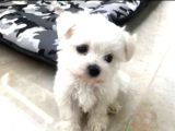 Mini boy Maltese bebeklerimiz