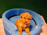 A Kalite Maltipoo Yavrularımız