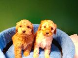 A Kalite Maltipoo Yavrularımız