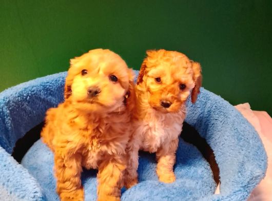 A Kalite Maltipoo Yavrularımız görsel