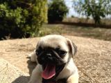 Pug Mops Bebekleri̇mi̇z Si̇zi̇ Bekli̇yor