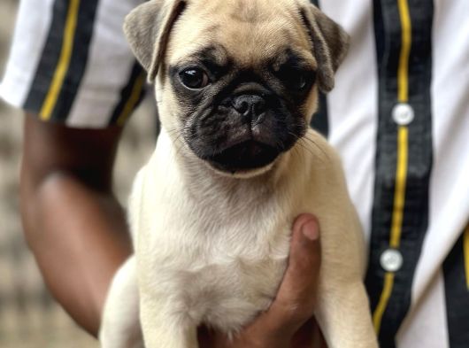 YENİ YUVASINI BEKLEYEN PUG YAVRULAR