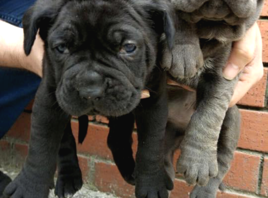 Dev  Mavi Gözlü Cane Corso Yavrularım görsel