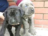 Dev  Mavi Gözlü Cane Corso Yavrularım