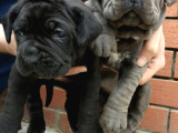 Dev  Mavi Gözlü Cane Corso Yavrularım