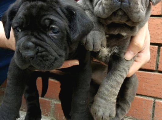 Dev  Mavi Gözlü Cane Corso Yavrularım görsel