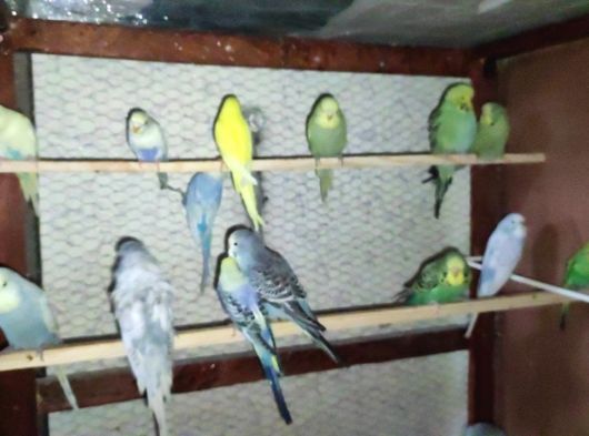 Yavru Muhabbet Kuşları