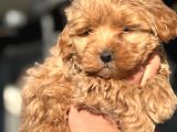 Uygun Malti̇poo Bebekleri̇mi̇z