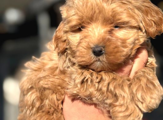 Uygun Malti̇poo Bebekleri̇mi̇z görsel