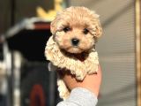 UYGUN MALTİPOO BEBEKLERİMİZ
