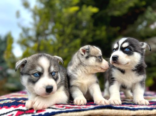 Mavi Gözlü Mükemmel Husky Sibirya Kurdu Yavrular görsel