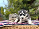 Mavi Gözlü Mükemmel Husky Sibirya Kurdu Yavrular
