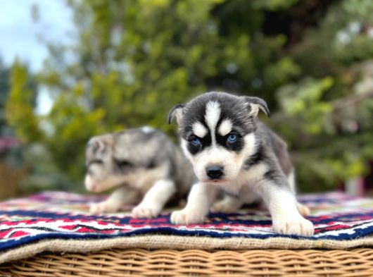 Mavi Gözlü Mükemmel Husky Sibirya Kurdu Yavrular görsel