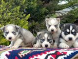 Mavi Gözlü Mükemmel Husky Sibirya Kurdu Yavrular