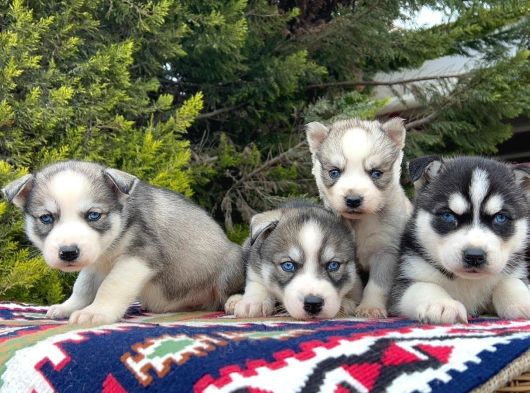 Mavi Gözlü Mükemmel Husky Sibirya Kurdu Yavrular görsel
