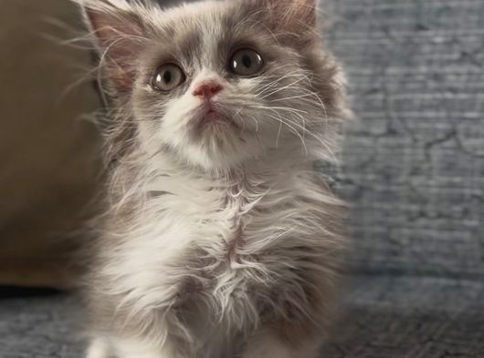 Çikolata Bicolor Munchkin Özel Cüce Kedi