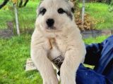 Dev Alabai Cao Orta Asya Çoban Köpeği Yavrularımız