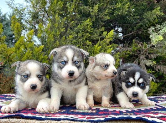 Mavi Gözlü Mükemmel Husky Sibirya Kurdu Yavrular
