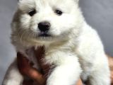 Ayı Surat Samoyed Bebeklerimiz