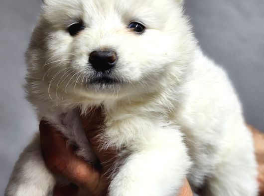Ayı Surat Samoyed Bebeklerimiz görsel