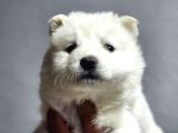 Ayı Surat Samoyed Bebeklerimiz