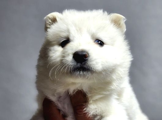 Ayı Surat Samoyed Bebeklerimiz görsel