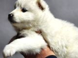 Ayı Surat Samoyed Bebeklerimiz