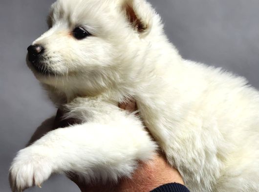 Ayı Surat Samoyed Bebeklerimiz görsel