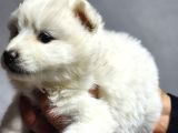 Ayı Surat Samoyed Bebeklerimiz