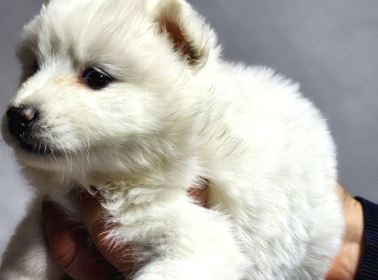 Ayı Surat Samoyed Bebeklerimiz görsel
