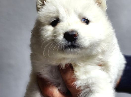 Ayı surat samoyed bebeklerimiz