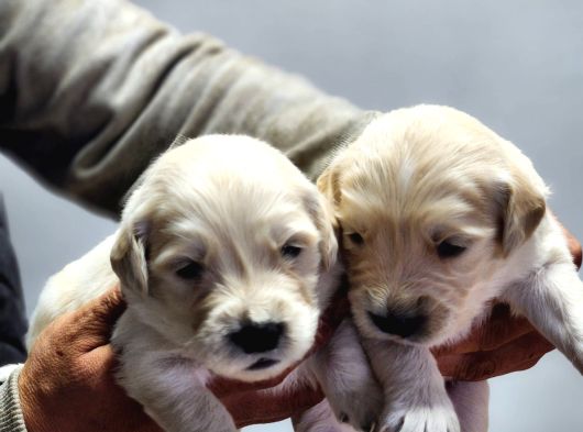 Rezerveye Açık Golden retriever