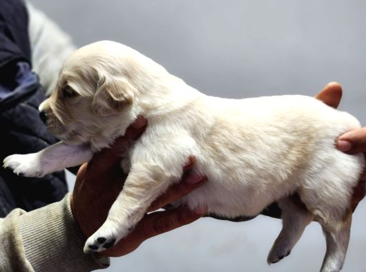 Rezerveye Açık Golden Retriever görsel