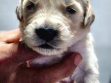 Rezerveye Açık Golden Retriever