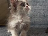 Çikolata Bicolor Munchkin Özel Cüce Kedi
