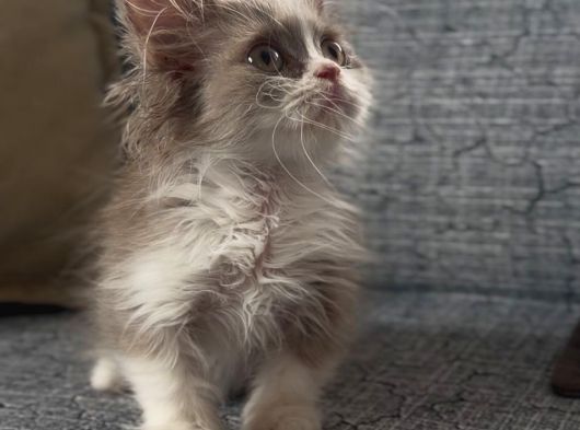 Çikolata Bicolor Munchkin Özel Cüce Kedi görsel