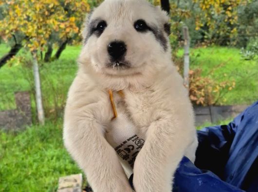 Dev Alabai Cao Orta Asya Çoban Köpeği Yavrularımız görsel