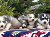 Mavi Gözlü Mükemmel Husky Sibirya Kurdu Yavrular