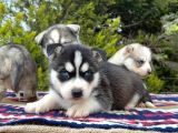 Mavi Gözlü Mükemmel Husky Sibirya Kurdu Yavrular