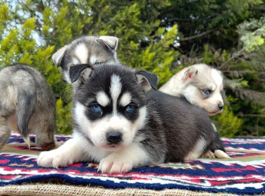 Mavi Gözlü Mükemmel Husky Sibirya Kurdu Yavrular görsel