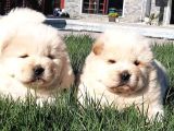 ÇİN ASLANI YAVRULARIMIZ CHOW CHOW