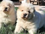 Çi̇n Aslani Yavrularimiz Chow Chow